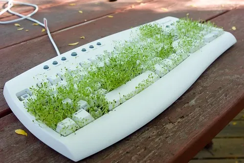 Keyboard Lawn