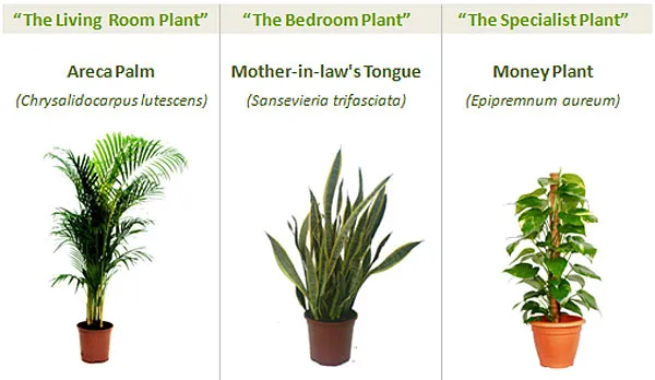 The Best Indoor Plants